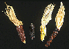 Indian corn image