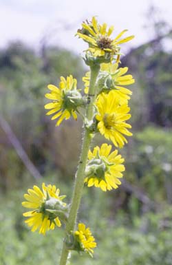 compass plant image