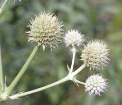 eryngium