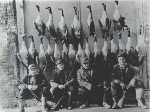 'harvest of geese