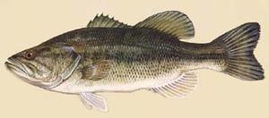 Largemouth Bass