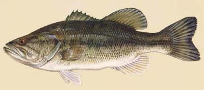 <b>Largemouth bass</b>, <i>Micropterus salmoides</i>
