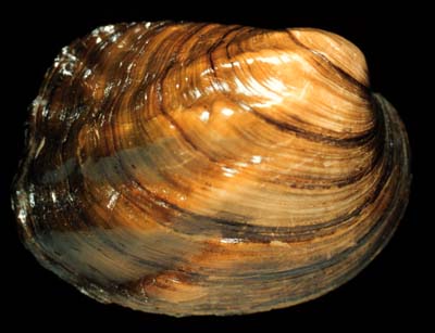 The <b>Threeridge</b>, <i>Amblema plicata</i> (Say, 1817), named for prominent ridges on the outside of its shell, is currently the most common mussel in the Illinois River.  It made up 62% of the live mussels taken in a 1966 mussel survey and was the most abundant species in most segments of the river.<br>Illinois State Museum Collection  (ISM-673298).