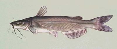 <b>Channel Catfish</b>, <i>Ictalurus punctatus</i>.