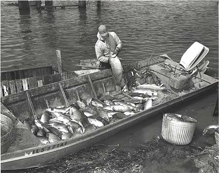 <b>Commercial Catch from the Illinois River</b> April 20, 1967.