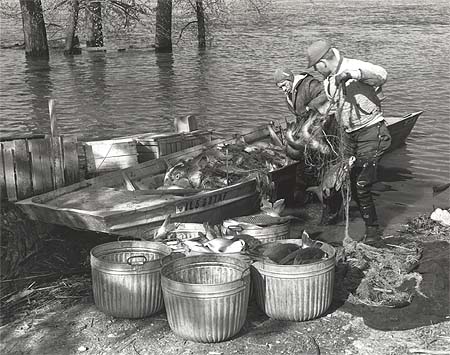 <b>Commercial Fishing</b>, April 20, 1967.  <br>The trammel net, full of fish, was hauled into a john boat.  The fish were removed from the net and put into tubs for the trip to the fish market for sale.