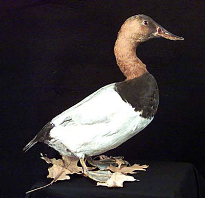 <b>Male CanvasBack Duck</b><br>(13 inches head to feet, 13 inches head to tail)<br>unknown origin and date<br>Illinois State Museum Collection<br>Gift of O.S. Biggs.