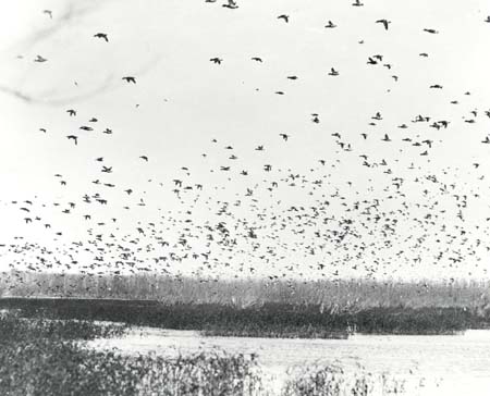 <b>Lake Chautauqua, 1939</b>.  Waterfowl darken the sky near Havana.