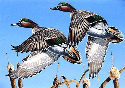 <b>Whistling In</b>, 1980.<br>Bartlett Kassabaum<br>Color offset lithograph<br>Edition:  2/500<br>Illinois State Museum Collection<br>Gift of Department of Conservation and Ducks Unlimited<br>Winning design for the 1980 Illinois Migratory Waterfowl Stamp.