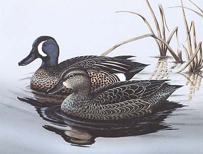 <b>Early Spring Blue Wings</b>, 1983.<br>George C. Keiffer<br>Oil on masonite<br>Illinois State Museum Collection<br>Gift of the Department of Conservation and Ducks Unlimited<br>Winning design for the 1984 Illinois Migratory Waterfowl Stamp.