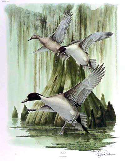 <b>Canvasback</b>.<br>Richard Sloan<br> Color lithograph<br>Illinois State Museum Collection<br>Gift of the Nature Society, Griggsville, Illinois.