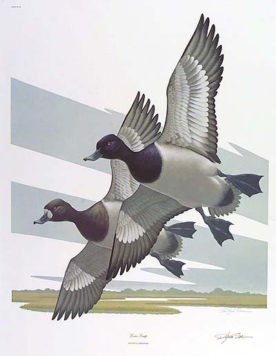 <b>Lesser Scaup</b><br>Richard Sloan<br>Color lithograph<br>Illinois State Museum Collection<br>Gift of the Nature Society, Griggsville, Illinois.