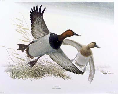 <b>Pintail</b>.<br>Richard Sloan  <br>Color lithograph<br>Illinois State Museum Collection<br>Gift of the Nature Society, Griggsville, Illinois.