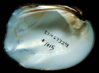 The <b>Threeridge</b>,<i> Amblema plicata </i>(Say, 1817).  Button makers and pearl producers favor this species for its large size and thick shell interior (nacre).  (Conservation status:  Currently stable.)<br>Illinois State Museum Collection (ISM-673298)