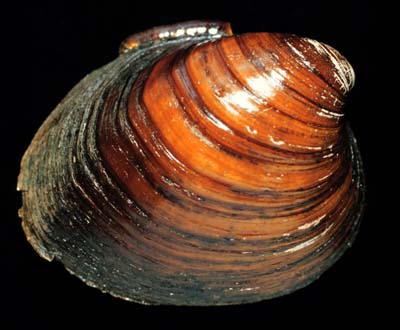The <b>Ebonyshell</b>, <i>Fusconaia ebena</i> (Lea, 1831), was the most prized button shell in the United States because of its good texture and fine pearly luster.  According to archeological and historic evidence, it was formerly abundant in the Mississippi River and common in the lower portion of the Illinois River.<br>Illinois State Museum Collection (ISM-675167)