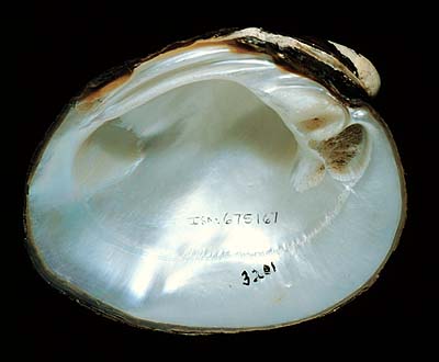 The <b>Ebonyshell</b>, <i>Fusconaia ebena</i> (Lea, 1831), has been virtually eliminated from the Mississippi and Illinois Rivers by pollution, siltation and dam construction. (Conservation status: State threatened.)<br>Illinois State Museum Collection (ISM-675167)