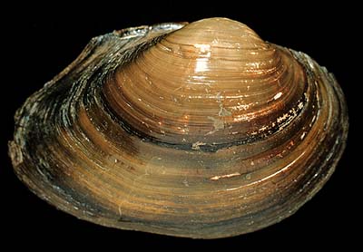 The <b>Giant floater</b>, <i>Pyganodon grandis</i> (Say, 1829), is a large, thin-shelled species that were not sought by commercial mussel harvesters because the shells are too thin for making buttons or implants for cultured pearls. <br>Illinois State Museum Collection (ISM-673857)