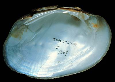The <b>Mucket</b>,<i> Actinonaias ligamentina</i> (Lamarck, 1819), was formerly abundant in the central and upper portions of the Illinois River.  It is widespread in Illinois, but abundant only in the Kankakee River drainage.  (Conservation Status:  Currently stable)<br>Illinois State Museum Collection (ISM-672709)
