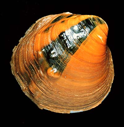 The <b>Pimpleback</b>, <i>Quadrula pustulosa</i> (Lea, 1831),  is a medium-sized mussel with numerous bumps (pustules) on the outside of its shell.  Despite its intermediate size, it was valued by button makers for its lustrous white shell interior (nacre).<br>Illinois State Museum Collection (ISM-679839)