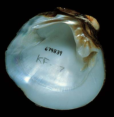 The <b>Pimpleback</b>, <i>Quadrula pustulosa</i> (Lea, 1831), was found to be the second most abundant species in the Illinois River in a 1966 mussel survey.  (Conservation status:  Currently stable).<br>Illinois State Museum Collection (ISM-679839)