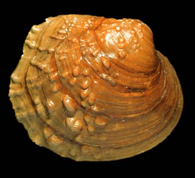 The <b>Purple wartyback</b>, <i>Cyclonaias tuberculata,</i> (Rafinesque, 1820), is a medium-sized mussel with numerous bumps (pustules) on the outer surface and a purple inner shell (nacre).  Because of its purple nacre, it had no value in the button industry. <br>Illinois State Museum Collection (ISM-679862)