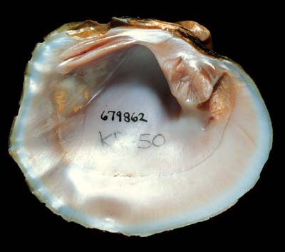 The <b>Purple wartyback</b>, <i>Cyclonaias tuberculata</i> (Rafinesque, 1820),was formerly common in the central and upper portions of the Illinois River, but it has not been collected alive in the river since 1912.  (Conservation status:  State threatened).<br>Illinois State Museum Collection (ISM-679862)