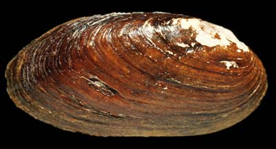 The <b>Spike</b>, <i>Elliptio dilatata</i> (Rafinesque, 1820),was formerly very abundant in the central and upper reaches of the Illinois River, as indicated by archaeological and historical data.  It was never valued commercially because of its purple interior (nacre). <br>Illinois State Museum Collection (ISM-679823)