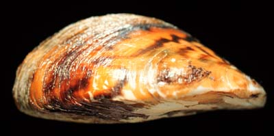 The <b>Zebra mussel</b>, <i>Dreissena polymorpha</i> (Pallas, 1771), is a small triangular mussel with brown and cream-colored stripes.  It was introduced into the Great Lakes from Europe in the 1980s and is spreading throughout the Mississippi River drainage.<br>Illinois State Museum Collection (ISM)