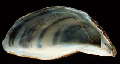 The <b>Zebra mussel</b>, <i>Dreissena polymorpha</i> (Pallas, 1771), has no commercial value, but is important because it poses a threat to native mussels by colonizing their shells and competing for food and oxygen.  (Conservation status: Currently stable).<br>Illinois State Museum Collection (ISM)