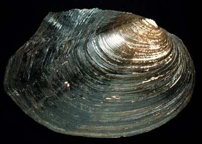 The <b>White Heelsplitter</b>, <i>Lasmigona complanata</i> (Barnes, 1823), is a large mussel with a sharp projection (wing) on the top of its shell.  It was not considered a good button species because only one-third of the  shell was thick enough to make buttons.<br>Illinois State Museum Collection (ISM-FIA)