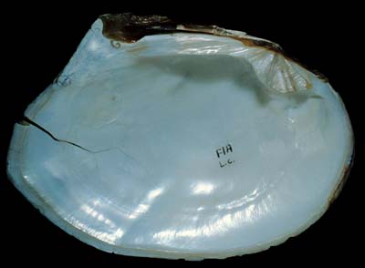 The <b>White Heelsplitter</b>, <i>Lasmigona complanata</i> (Barnes, 1823), was widespread in the Illinois River in the early 1900s, but today lives only in the lower half because of pollution upstream.  (Conservation status: Currently stable).<br>Illinois State Museum Collection (ISM-FIA)
