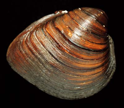 The <b>Wabash Pigtoe</b>, <i>Fusconaia flava</i> (Rafinesque, 1820), is a relatively small river mussel with uneven shell thickness, but it was still valued by button makers for the good quality of its shell. <br>Illinois State Museum Collection (ISM-675344)