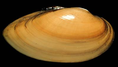 The <b>Yellow sandshell</b>, <i>Lampsilis teres</i> (Rafinesque, 1820), has elongated yellow valves that are sometimes marked with green lines (rays). It lives in river channels with clean sandy bottoms or in muddy sloughs where there is little current.<br>Illinois State Museum Collection (ISM-675458)