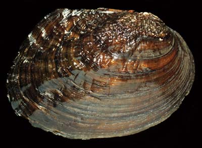 The <b>Washboard</b>, <i>Megalonaias nervosa</i> (Rafinesque, 1820), is one of the largest freshwater mussels in North America, with a thick shell that reaches lengths of up to 28cm (11 inches).  It was the most prized species for making shell buttons.<br>Illinois State Museum Collection (ISM-676639)