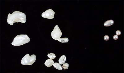 <b>Fresh-Water Pearls</b> found in mussels and cultured pearls.<br> The irregular-shaped pearls were called slugs and sold to the costume jewelry trade. Large ones could bring several hundred dollars.