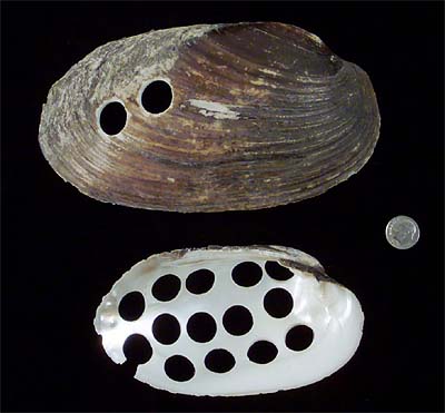 <b>Mucket</b> button shell.<br><i>Actinonaias ligamentina</i> (Lamarck, 1819)