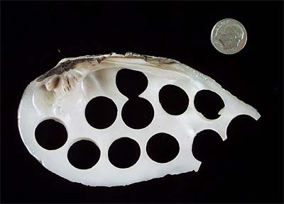 <b>Pistolgrip Mussel Button Shell</b>.<br> <i>Tritogonia verrucosa</i> (Rafinesque, 1820)