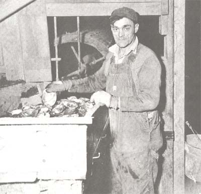 <b>Shells for Button Cutting</b>, 1945.<br>  Arthur Barth Sr. holding mussel shells used to cut button blanks.