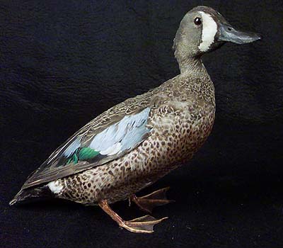 <b>Blue-Winged Teal</b>, male<br>Sanborn, South Dakota<br>May 20, 1922<br>Illinois State Museum Collection (603984)