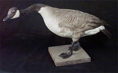 <b>Canada Goose</b>, Female<br>(33
