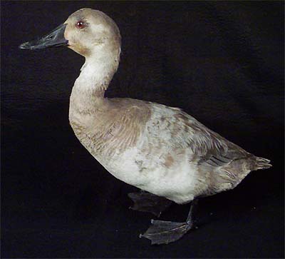 <b>Canvasback Duck</b>, Female<br>(8