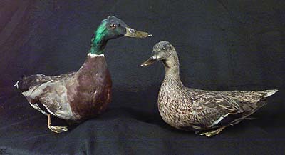 <b>Mallard Ducks</b>, Male and Female<br>(Male: 13