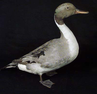 <b>Pintail Duck</b>, Male<br>San Jose, Illinois<br>Illinois State Museum Collections (609625)<br>Gift of O. S. Biggs