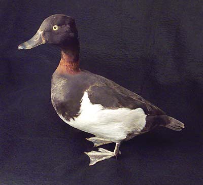 <b>Ring-Neck Duck</b>, Male<br>(6