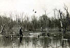 Duck Hunt Near Bath, Illinois