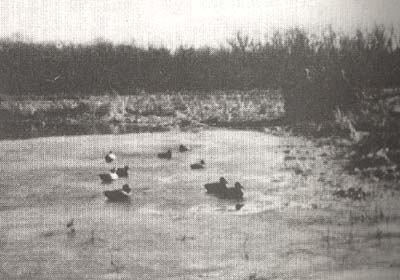 <b>Duck Pond</b> near Meredosia, Illinois.