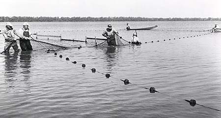 <b>Seining</b><br>The "cork line" of the seine is seen floating on top of the water.  The bottom of the net has a "lead line" with lead weights to hold the net on the bottom.