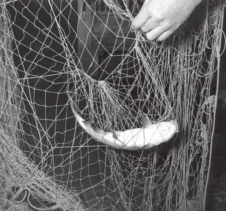 <b>Catfish in Trammel Net</b>.