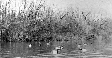 <b>Decoy Spread</b> at Anderson Lake. circa 1903-1920.