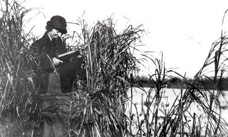 <b>Blind of Cattails on the Point</b>, circa 1903-1920.  Grace Hatch.